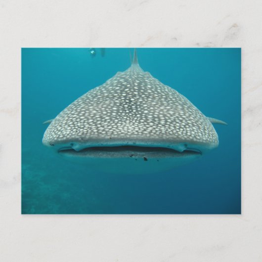 Carte Postale Requin baleine, Vue frontale, Visage (Devant)