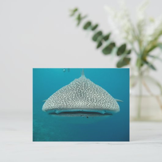 Carte Postale Requin baleine, Vue frontale, Visage (Debout devant)