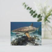 Carte Postale Requin bleu (Debout devant)