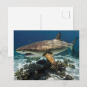 Carte Postale Requin bleu (Devant / Derrière)