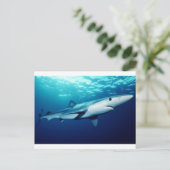 Carte Postale Requin bleu (Debout devant)