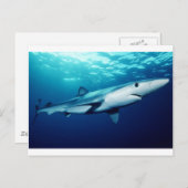 Carte Postale Requin bleu (Devant / Derrière)