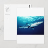 Carte Postale Requin bleu (Devant / Derrière)
