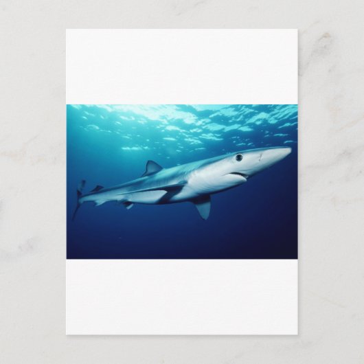Carte Postale Requin bleu (Devant)