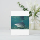 Carte Postale Requin bouledogue (Debout devant)