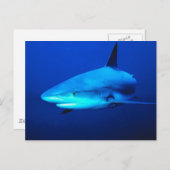 Carte Postale Requin bouledogue (Devant / Derrière)