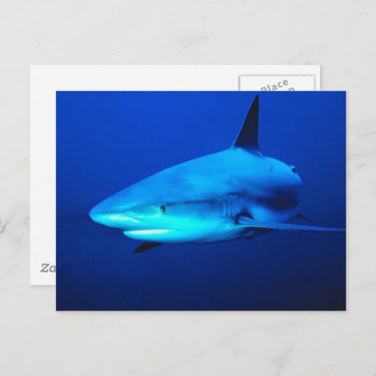 Carte Postale Requin bouledogue (Devant / Derrière)