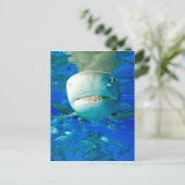Carte Postale Requin citron (Debout devant)