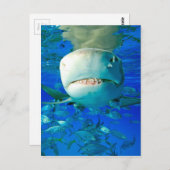 Carte Postale Requin citron (Devant / Derrière)