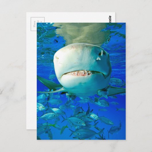 Carte Postale Requin citron (Devant / Derrière)