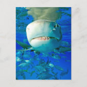 Carte Postale Requin citron (Devant)