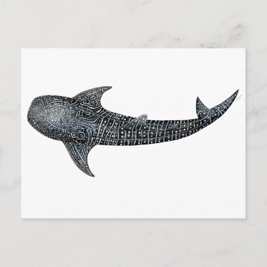 Carte Postale Requin de baleine (Devant)