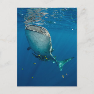 Carte Postale Requin de baleine et poisson