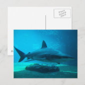 Carte Postale Requin de nuit (Carcharhinus Obscurus), Ushaka (Devant / Derrière)