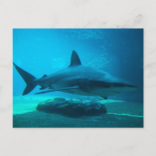 Carte Postale Requin de nuit (Carcharhinus Obscurus), Ushaka (Devant)