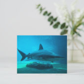 Carte Postale Requin de nuit (Carcharhinus Obscurus), Ushaka (Debout devant)