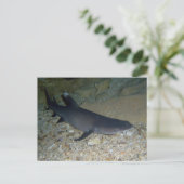 Carte Postale Requin de récif blanc (Debout devant)