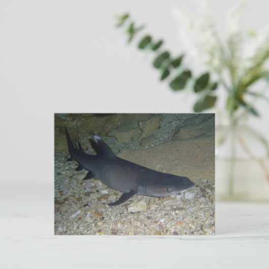 Carte Postale Requin de récif blanc (Debout devant)