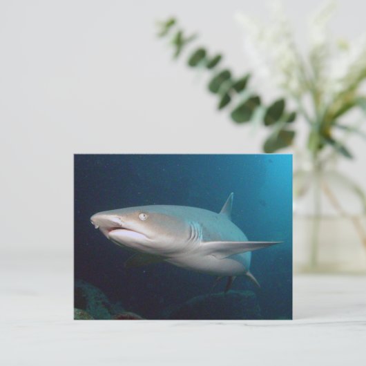 Carte Postale Requin de récif blanc (Debout devant)