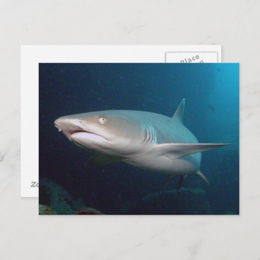 Carte Postale Requin de récif blanc (Devant / Derrière)