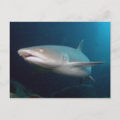 Carte Postale Requin de récif blanc (Devant)