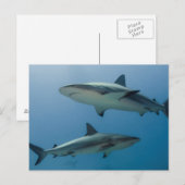 Carte Postale Requin de récif des Caraïbes (Devant / Derrière)