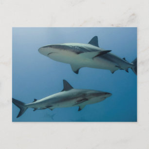 Carte Postale Requin de récif des Caraïbes