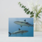 Carte Postale Requin de récif des Caraïbes (Debout devant)