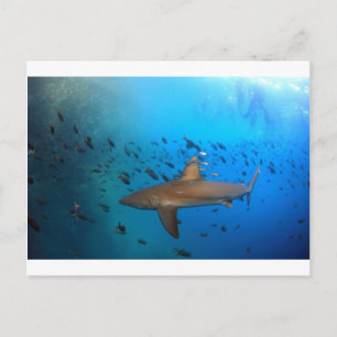 Carte Postale Requin de récif des Galapagos
