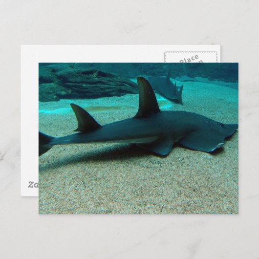 Carte postale Requin de sable (Devant / Derrière)