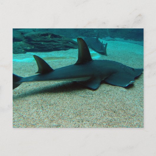 Carte postale Requin de sable (Devant)