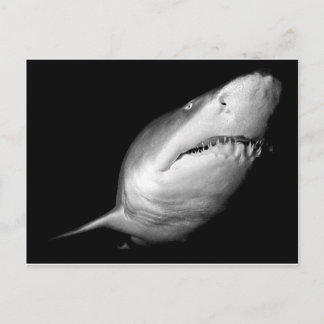 Carte Postale Requin de Sable Tigre