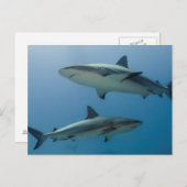 Carte Postale Requin des Caraïbes (Devant / Derrière)