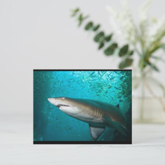 Carte Postale Requin gris (Debout devant)