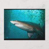 Carte Postale Requin gris (Devant)