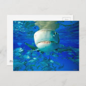 Carte Postale Requin Lemon « Disis Fromage » (Devant / Derrière)