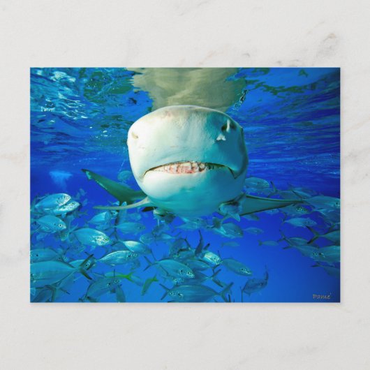 Carte Postale Requin Lemon « Disis Fromage » (Devant)