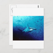 Carte Postale requin marteau (Devant / Derrière)