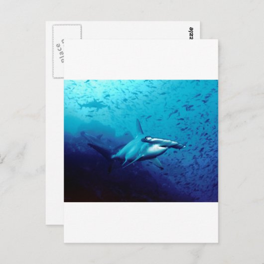 Carte Postale requin marteau (Devant / Derrière)