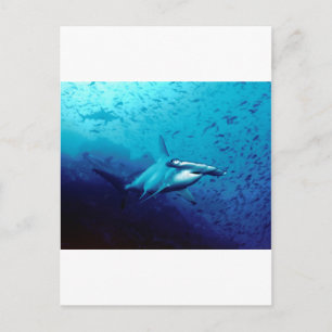 Carte Postale requin marteau
