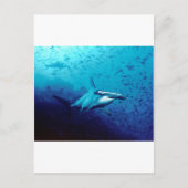 Carte Postale requin marteau (Devant)