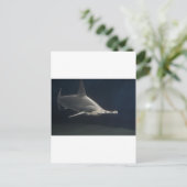 Carte Postale requin marteau (Debout devant)