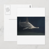 Carte Postale requin marteau (Devant / Derrière)