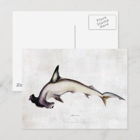 Carte Postale Requin marteau (Devant / Derrière)