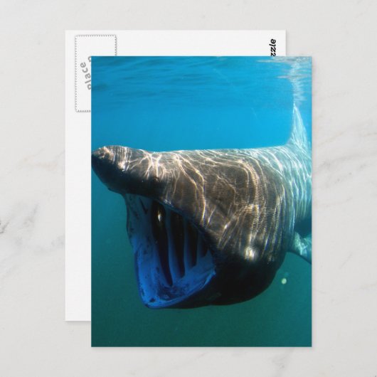 Carte Postale Requin pèlerin (Devant / Derrière)