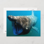 Carte Postale Requin pèlerin (Devant / Derrière)