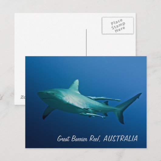 Carte postale Requin récif (Devant / Derrière)