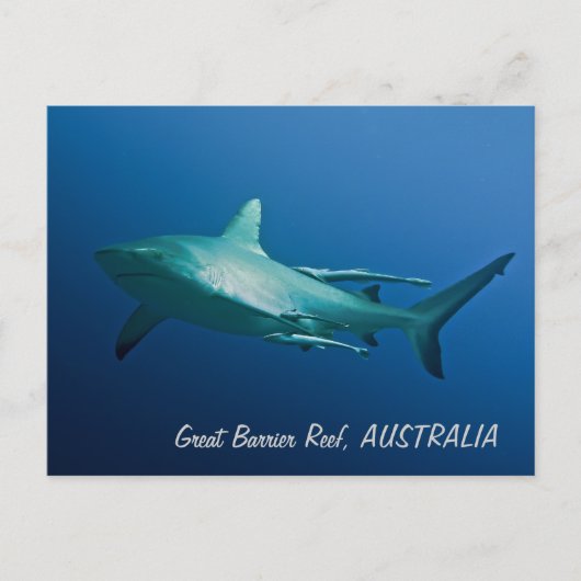 Carte postale Requin récif (Devant)
