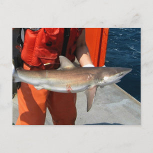 Carte Postale Requin roux
