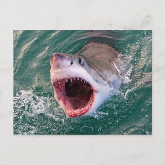 Carte Postale Requin sortant de l'océan (Devant)